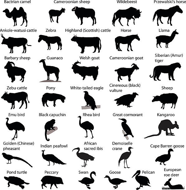 Zoo animals Collection of silhouettes of different species of animals javelina stock illustrations