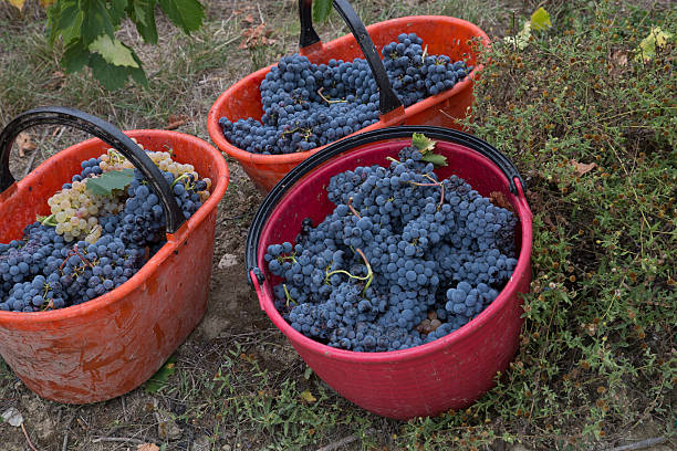 istock Baskets of black grapes from the harvest 613558408