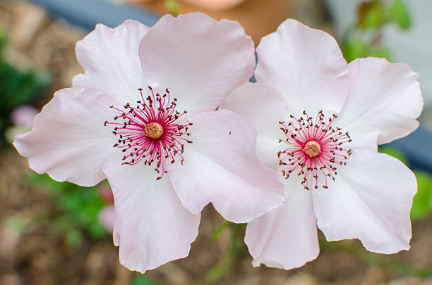 'dainty bess' hybrid tea rose - hybrid tea rose imagens e fotografias de stock