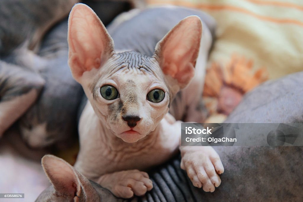 Sphinx cat lying with his brothers Sphinx cat lying with his brothers and relax Sphynx Hairless Cat Stock Photo