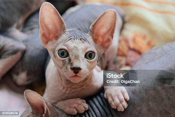 Sphinx Cat Lying With His Brothers Stock Photo - Download Image Now - Sphynx Hairless Cat, Domestic Cat, Cute