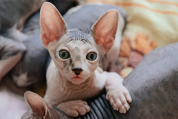 Sphinx cat lying with his brothers and relax