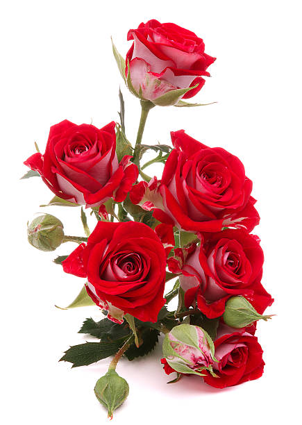 Red Rose Flower Bouquet Isolated On White Background Cutout Stock Photo -  Download Image Now - iStock
