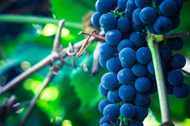 istock Bunches of grape in the vineyard 613558840