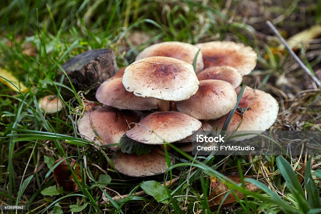 Wild mushrooms in the grass Group of wild mushrooms growing in the ground near small old stump Autumn Stock Photo