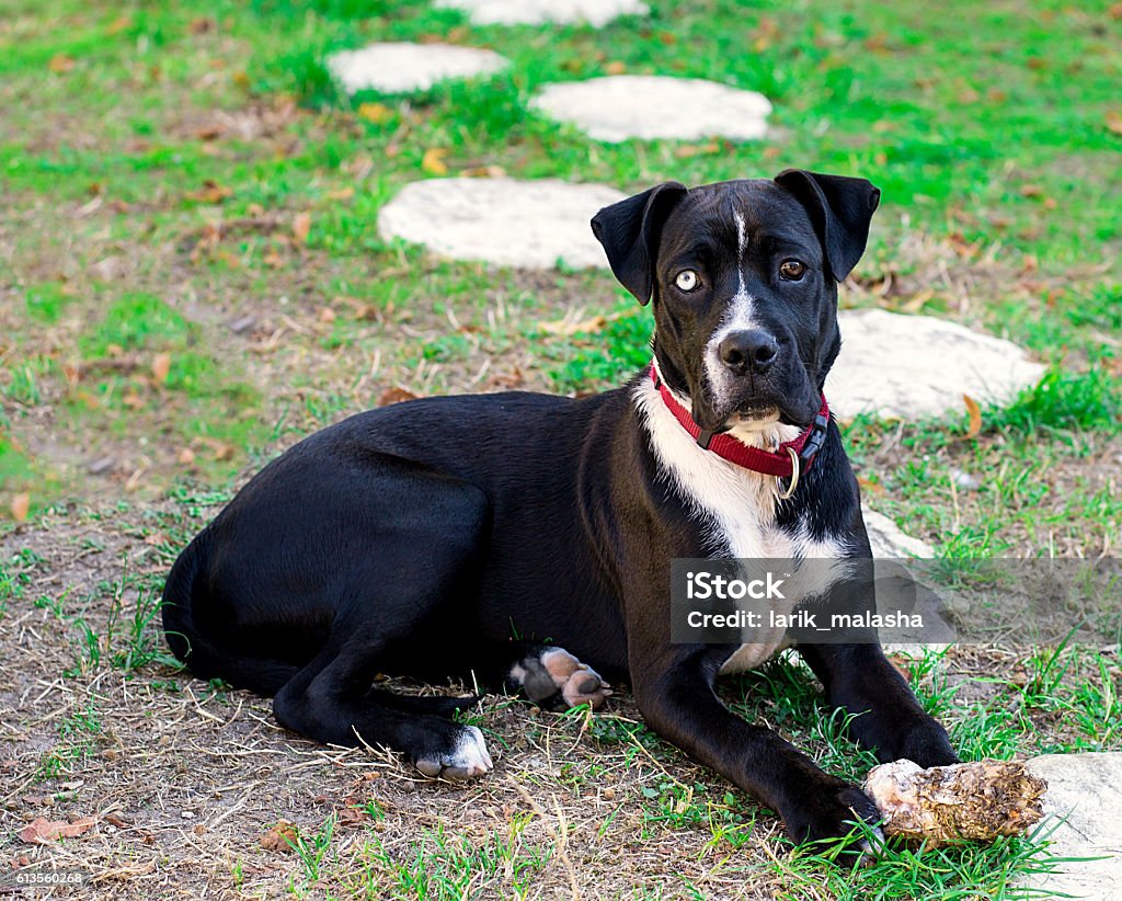 Puppy Dog Boxer And American Staff Stock - Download Image Now - American Staffordshire Terrier, Animal, Animal Body Part - iStock
