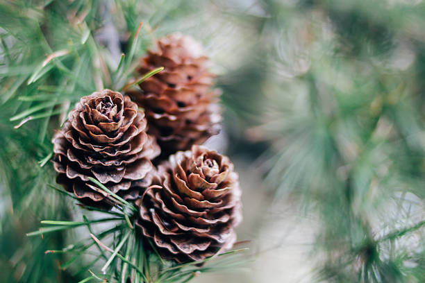 cono y ramas de pino - pine cone fotografías e imágenes de stock