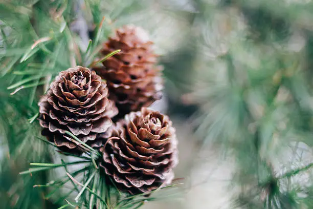Photo of Pine Cone And Branches