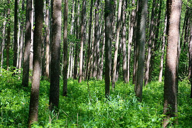 istock Trees in Bialowieza National Park 613561844