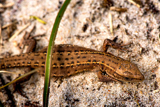 istock Macro shot of a lizard 613562156