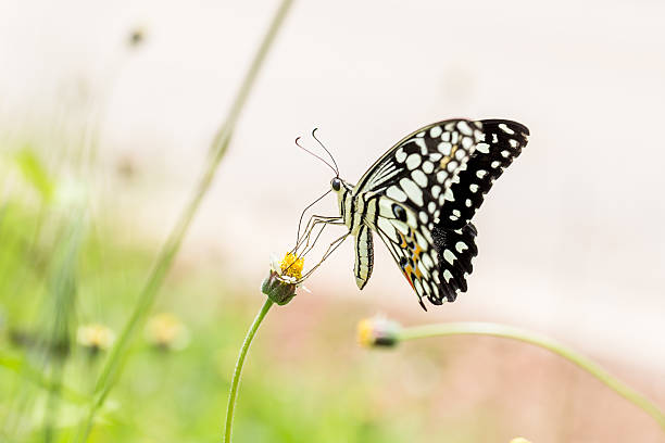 istock Closeup butterfly on flower (Common tiger butterfly) 613563296