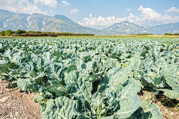 istock Great field of broccoli on a summer day. 613564152