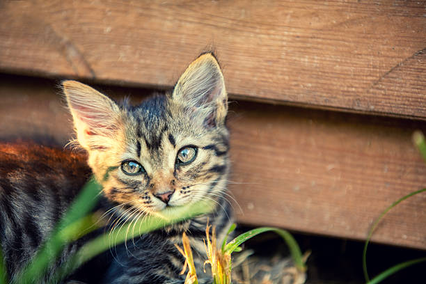 Cute little kitten lying in the yard near grunge wooden wall