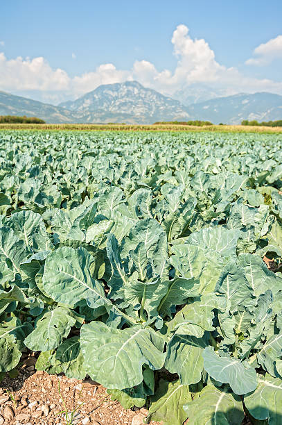 istock Great field of broccoli on a summer day. 613650586