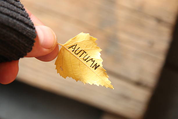 istock Fall idea, autumn leaf with an inscription 613651044