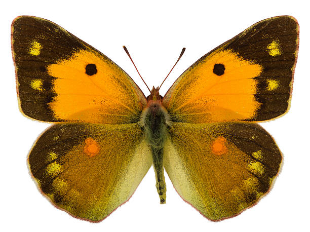 istock Female of Dark clouded yellow (Colias croceus) isolated on white 613651262