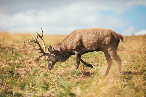 Red Deer Rutting season in Bradgate park, Leicestershire, United Kingdom.
