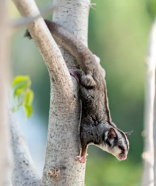 A male sugar glider on a tree outdoors.