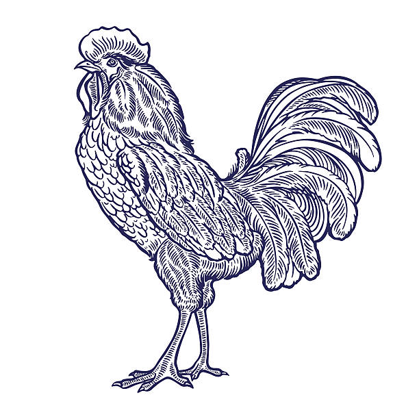 illustrations, cliparts, dessins animés et icônes de beau coq dessiné à la main - poule naine