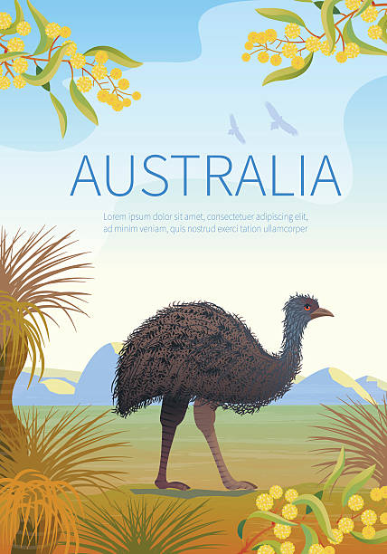 illustrations, cliparts, dessins animés et icônes de affiche de paysage australien avec emu. - native bird