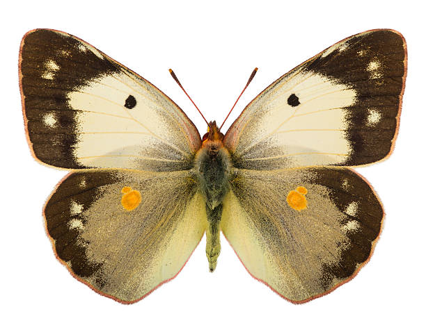 istock Female of Dark clouded yellow (Colias croceus) isolated on white 613652678