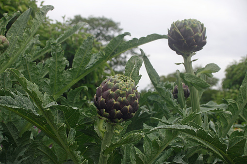 Artichoke (Cynara cardunculus) flower buds with a background of leaves of the same plant and light grey sky.