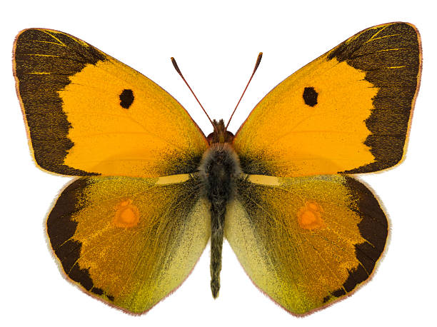 istock Male of Dark clouded yellow (Colias croceus) isolated on white 613652828