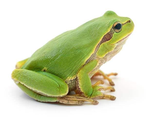 istock Green frog isollated. 613653288
