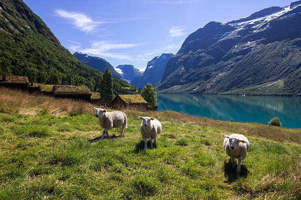 ノルウェーのロヴァトネット湖 - sogn og fjordane county ストックフォトと画像