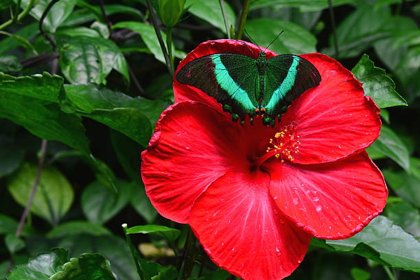 Emerald Swallowtail butterfly A pretty red hibiscus flower attracts a butterfly to its nectar. papilio palinurus stock pictures, royalty-free photos & images
