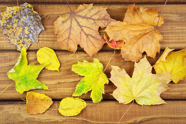 istock Dried autumn leaves on the table. Fall background 613655242