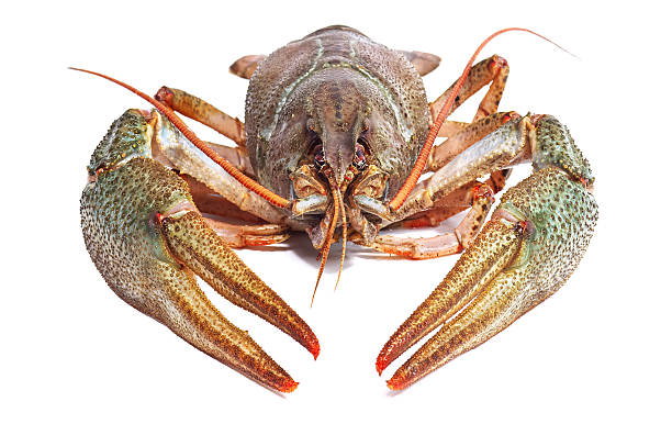istock Crayfish on a white background. Crayfish isolated on white 613655312