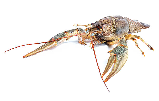 istock Crayfish on a white background. Crayfish isolated on white 613655444