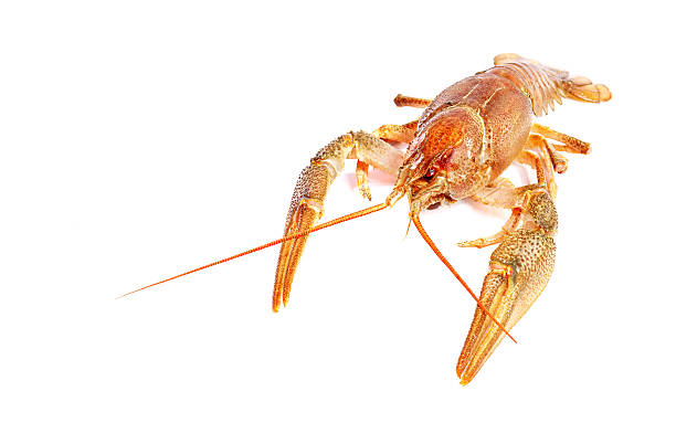 istock Crayfish on a white background. Crayfish isolated on white 613655660