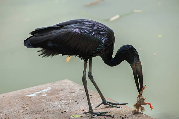 African openbill (Anastomus lamelligerus). African openbill (Anastomus lamelligerus). Wildlife animal. african openbill anastomus lamelligerus stock pictures, royalty-free photos & images