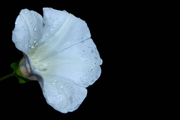 istock white flower on pure black background 613656136