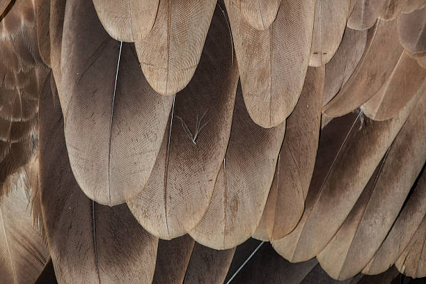 istock Cinereous vulture (Aegypius monachus). Plumage texture 613656238