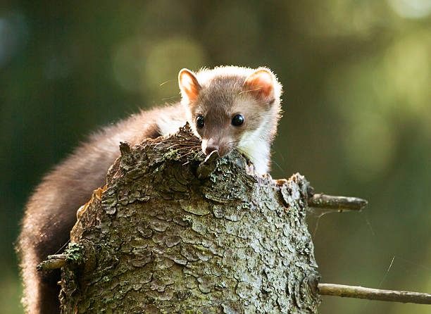 istock Martes foina -Stone  marten lying on the stump in forest 613657316