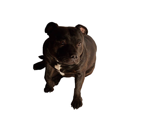 istock Staffordshire Bull Terrier, isolated 613659018