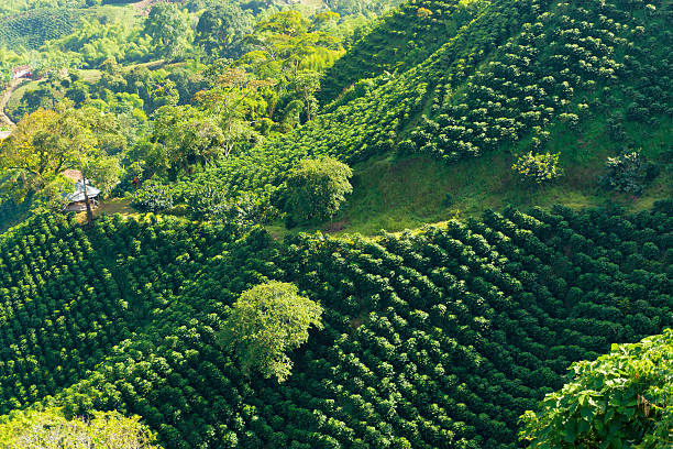 exuberante paisaje de café verde - plantation fotografías e imágenes de stock