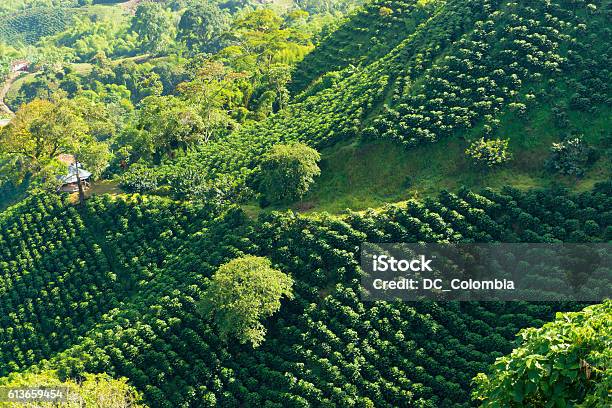 緑豊かなコーヒーの風景 - コーヒー栽培のストックフォトや画像を多数ご用意 - コーヒー栽培, コロンビア - 南アメリカ, プランテーション