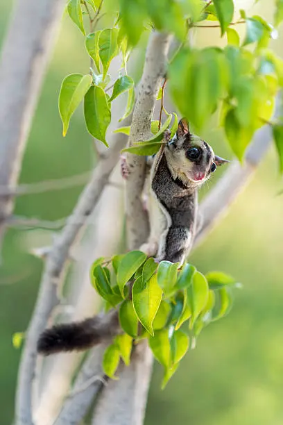 A male sugar glider on a tree outdoors.