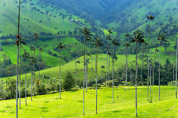 istock Landscape of Wax Palm Trees 613659862