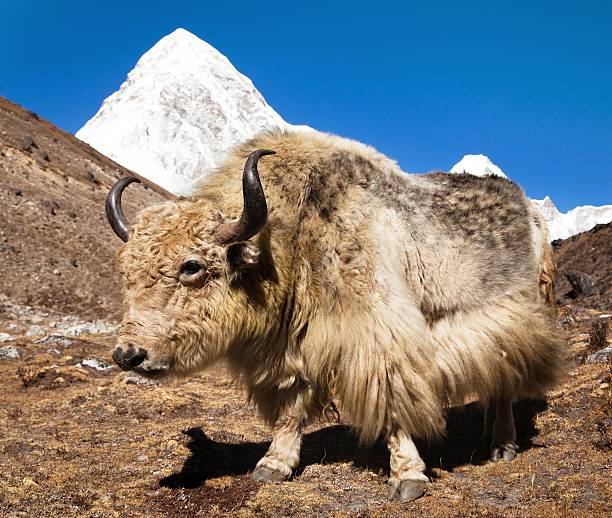 istock Yak on the way to Everest base camp - Nepal 613660022