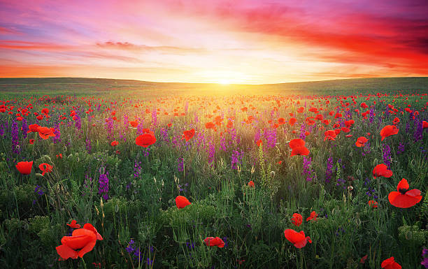 istock Field with grass, violet flowers and red poppies 613660658