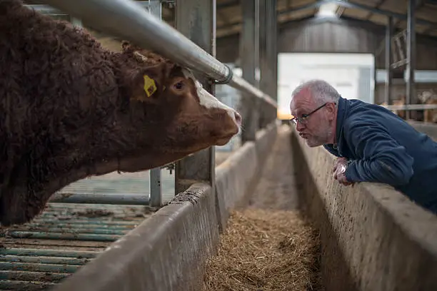 Senior farmer examining his herd, Meath, Ireland. 