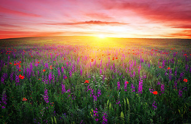 istock Field with grass, violet flowers and red poppies 613661322