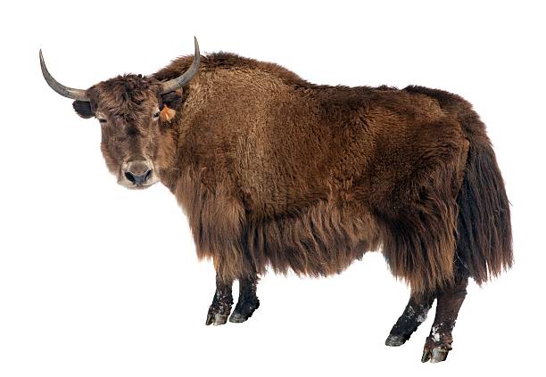 istock brown yak (Bos mutus) isolated on white background 613662540