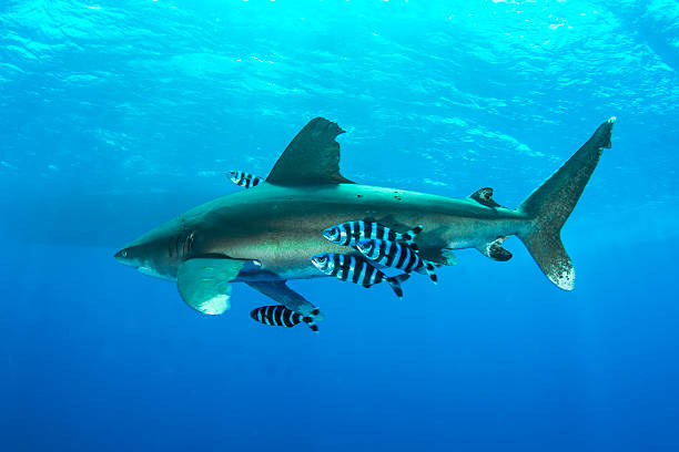 Pilot fishes Pilot fishes and shark in Redsea pilot fish stock pictures, royalty-free photos & images