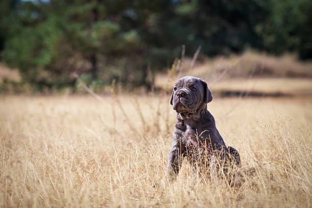 istock Italian mastiff cane corso in the dry grass 613663092